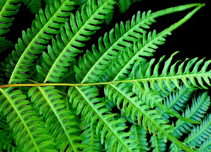 Pteris tripartita