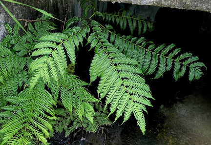 Pteris tripartita