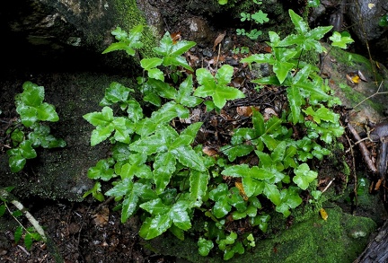 Hemionitis palmata