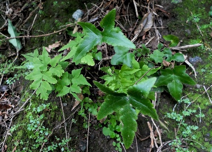 Hemionitis palmata