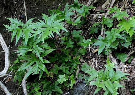 Doryopteris pedata