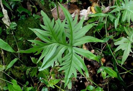 Doryopteris pedata