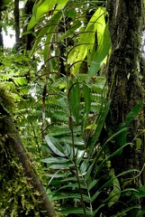 Pteris praestantissima