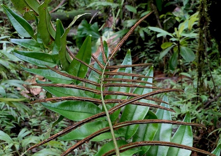 Pteris praestantissima