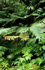 Pteris arborea