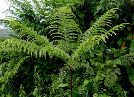 Pteris arborea