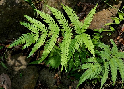 Pteris biaurita