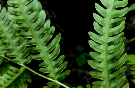 Pteris biaurita