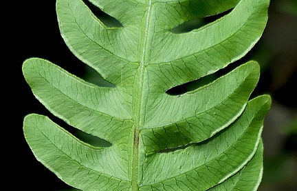 Pteris biaurita