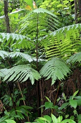 Pteris arborea