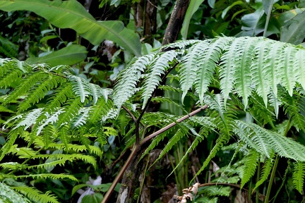 Pteris arborea