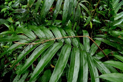 Pteris praestantissima