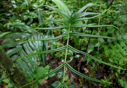 Pteris praestantissima