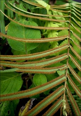 Pteris vittata