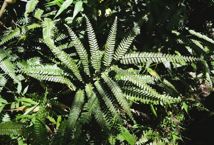 Adiantum tetraphyllum