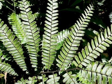 Adiantum tetraphyllum