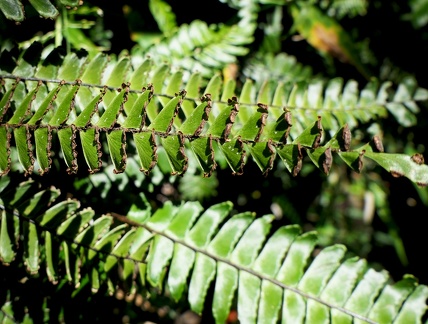 Adiantum tetraphyllum