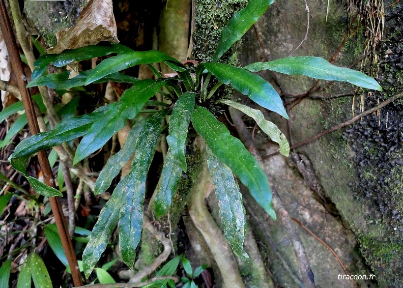 Polytaenium dussianum 