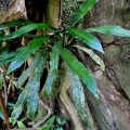 Polytaenium dussianum 