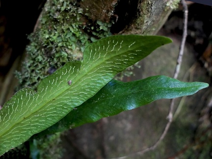 Polytaenium dussianum 