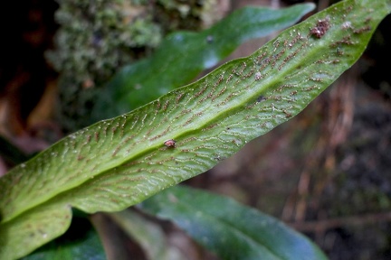 Polytaenium dussianum 