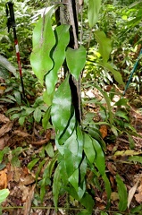 Polytaenium citrifolium