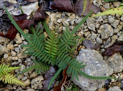 Pteris vittata