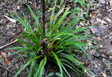 Polytaenium feei 