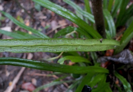 Polytaenium feei 