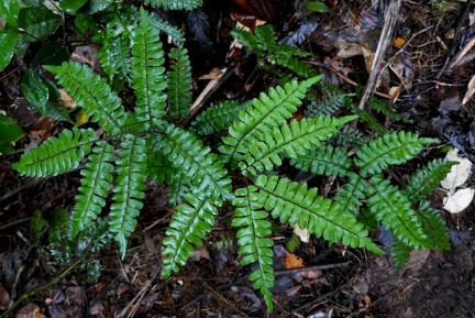 Adiantum latifolium 