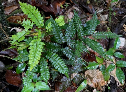 Adiantum latifolium 