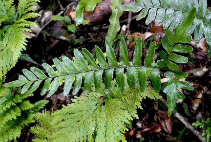 Adiantum tetraphyllum var. subsimplex