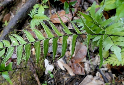 Adiantum tetraphyllum var. subsimplex