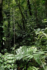 Pteris praestantissima