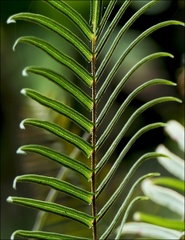 Pteris vittata