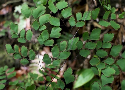 Adiantum tenerum