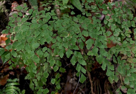 Adiantum tenerum