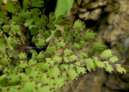 Adiantum raddianum