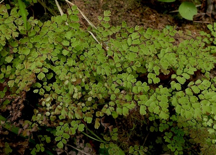 Adiantum raddianum