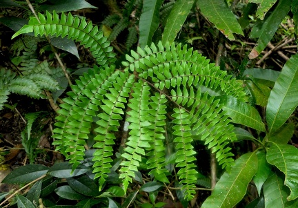 Adiantum villosum