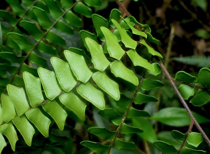 Adiantum villosum