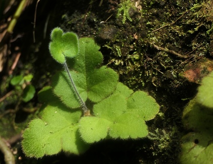 Hemionitis palmata