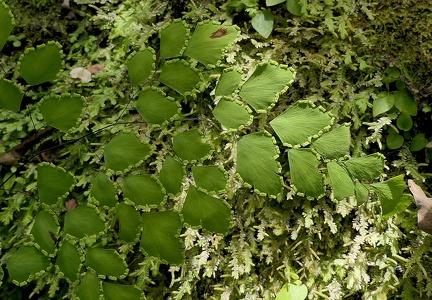 Adiantum tenerum