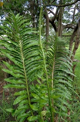 Acrostichum danaeifolium