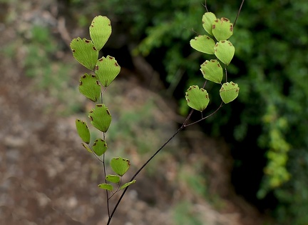 Adiantum fragile