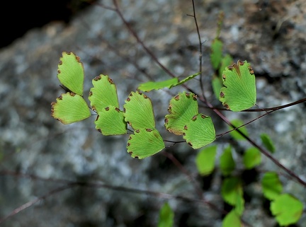 Adiantum fragile