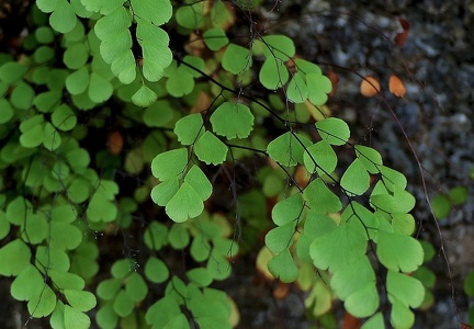 Adiantum fragile