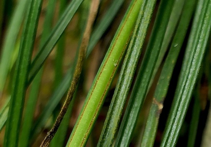 Vittaria lineata