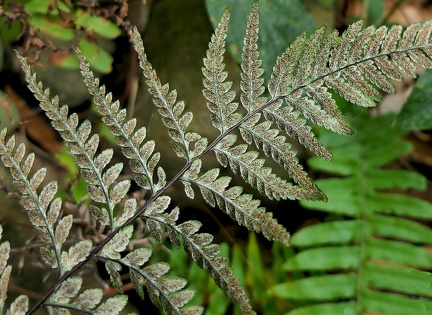 Pityrogramma calomelanos