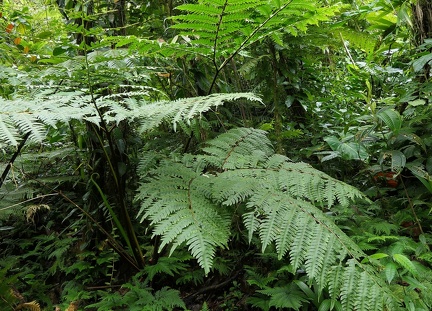 Pteris arborea